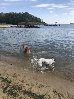 Quiet Waters Dog Beach