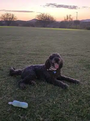Anthem Dog Park (membership required)