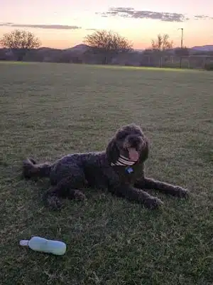 Anthem Dog Park (membership required)