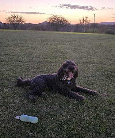 Anthem Dog Park (membership required)