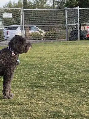 Anthem Dog Park (membership required)