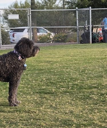 Anthem Dog Park (membership required)
