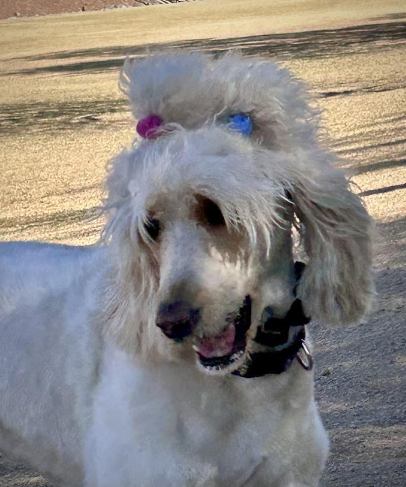 Dutchman Dog Park - Apache Junction, AZ
