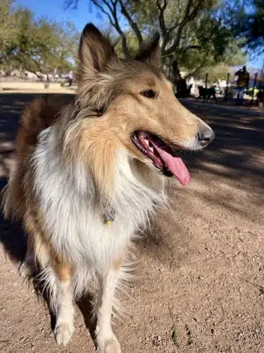 Dutchman Dog Park