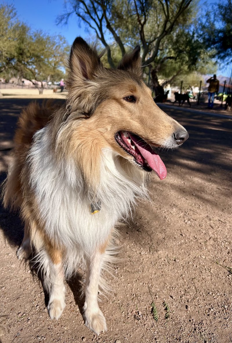 Dutchman Dog Park - Apache Junction, AZ
