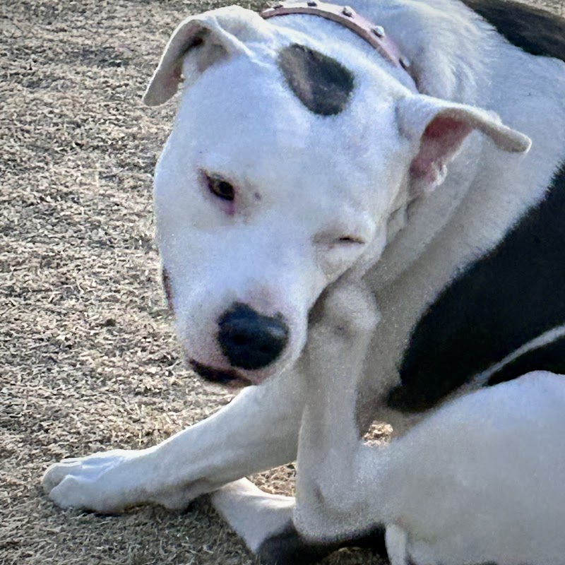 Dutchman Dog Park - Apache Junction, AZ