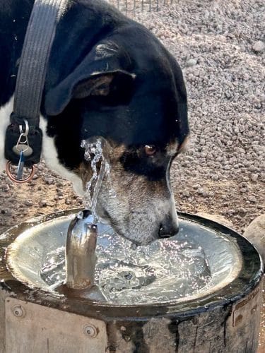 Dutchman Dog Park