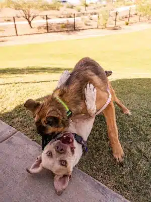 Ruff Ranch Dog Park at Painted Sky Park