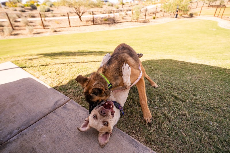 Ruff Ranch Dog Park at Painted Sky Park - Apache Junction, AZ