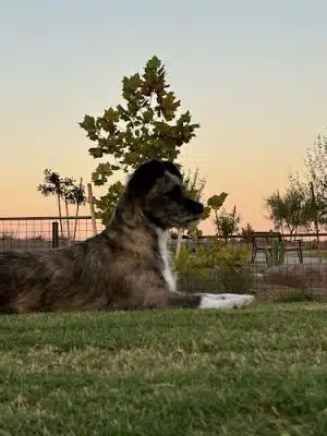 Ruff Ranch Dog Park at Painted Sky Park