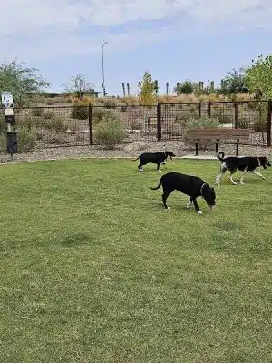 Ruff Ranch Dog Park at Painted Sky Park