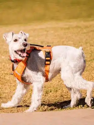 Ruff Ranch Dog Park at Painted Sky Park