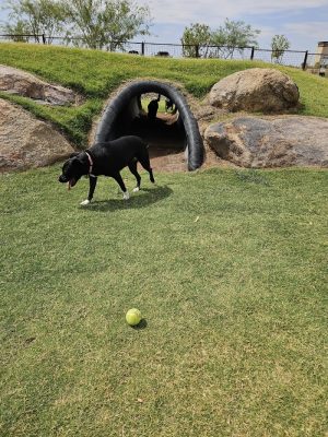 Ruff Ranch Dog Park at Painted Sky Park