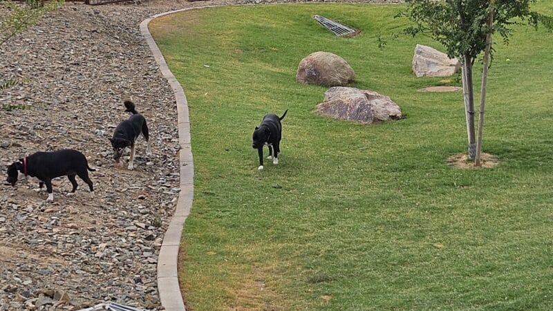 Ruff Ranch Dog Park at Painted Sky Park - Apache Junction, AZ
