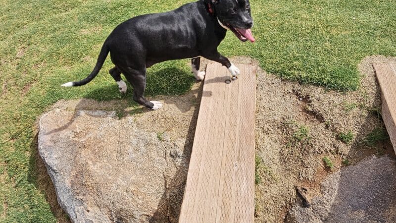 Ruff Ranch Dog Park at Painted Sky Park - Apache Junction, AZ