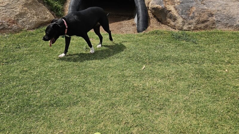 Ruff Ranch Dog Park at Painted Sky Park - Apache Junction, AZ