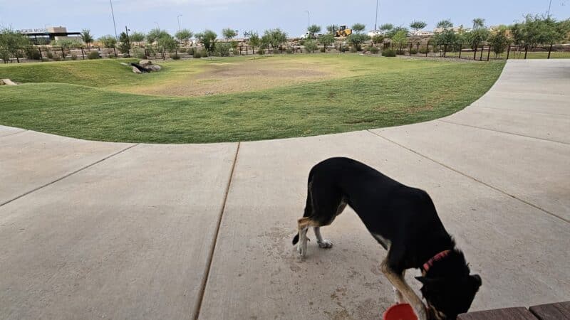 Ruff Ranch Dog Park at Painted Sky Park - Apache Junction, AZ