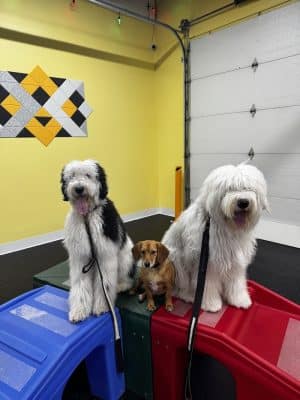 Anytime Puppy Playground