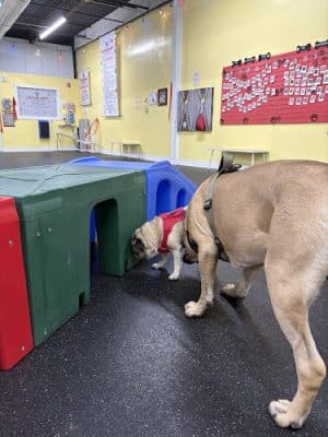 Anytime Puppy Playground