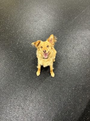 Anytime Puppy Playground