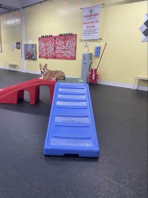 Anytime Puppy Playground