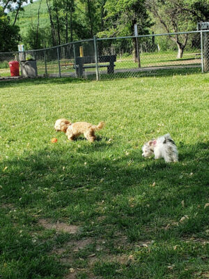 Outagamie County Dog Park