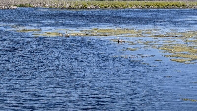 Arcadia Marsh Nature Preserve - Arcadia,