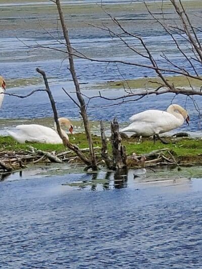 Arcadia Marsh Nature Preserve - Arcadia,