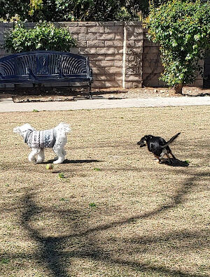 Dog park