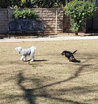 Dog park
