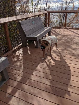 Arcadia Dunes: The C.S. Mott Nature Preserve
