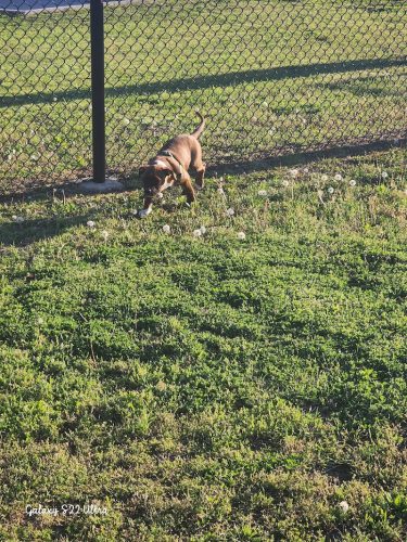 Ardmore Dog Park