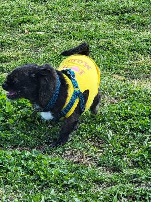 Ardmore Dog Park - Ardmore, OK