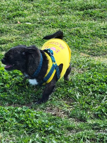 Ardmore Dog Park
