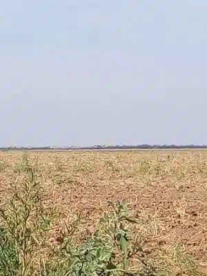 The Rocket Pasture