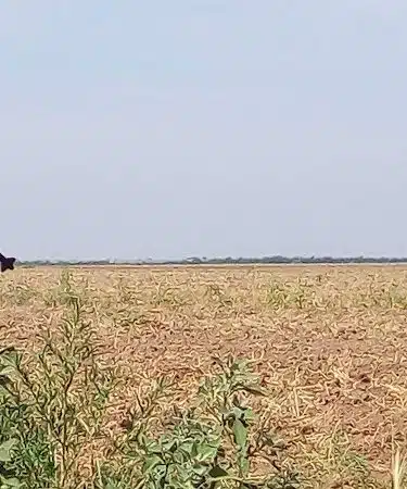 The Rocket Pasture