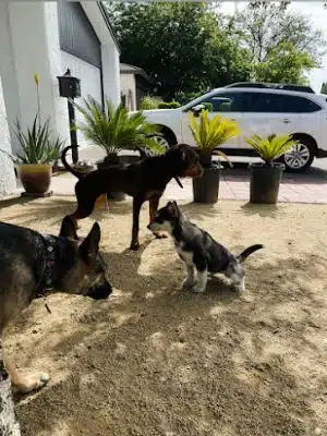 C2Z Dog Pack