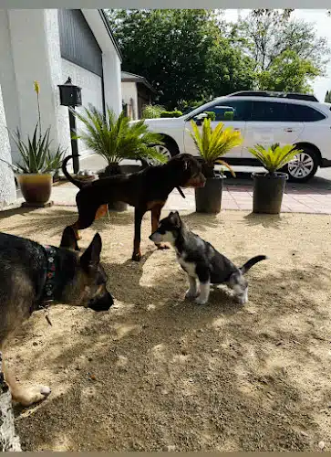 C2Z Dog Pack