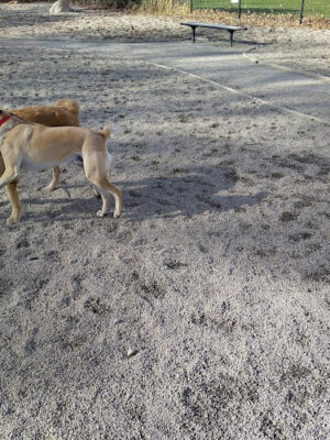 Thorndike Dog Park