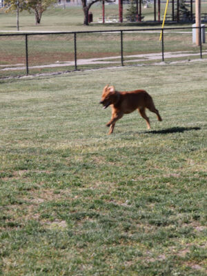 Arlington Dog Park