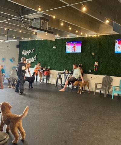 Snouts & Stouts - Indoor Dog Park & Bar - Arlington, VA
