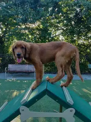 Avalon at Arlington Square Dog Park