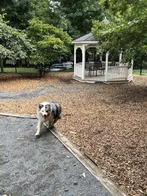 Avalon at Arlington Square Dog Park