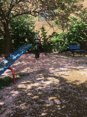 Bark Park