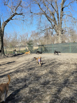 Benjamin Banneker Dog Park