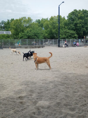 Clarendon Dog Park