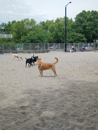 Clarendon Dog Park