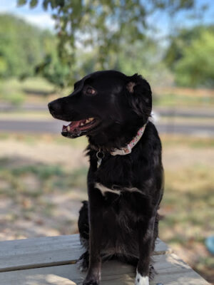 Fort Barnard Dog Park
