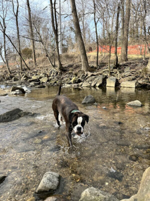 Glencarlyn Dog Park