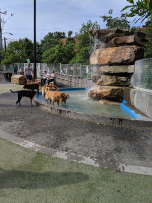 James Hunter Dog Park